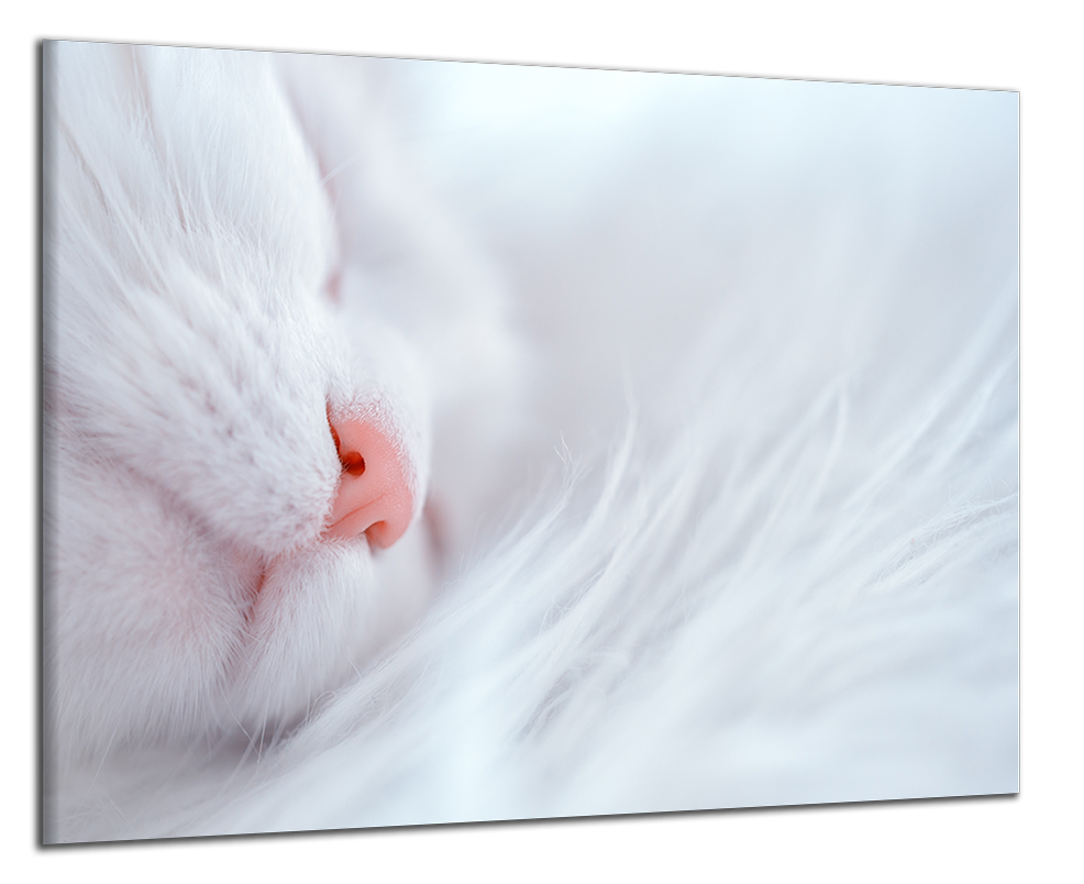 Obdelníkový obraz Spící kočka