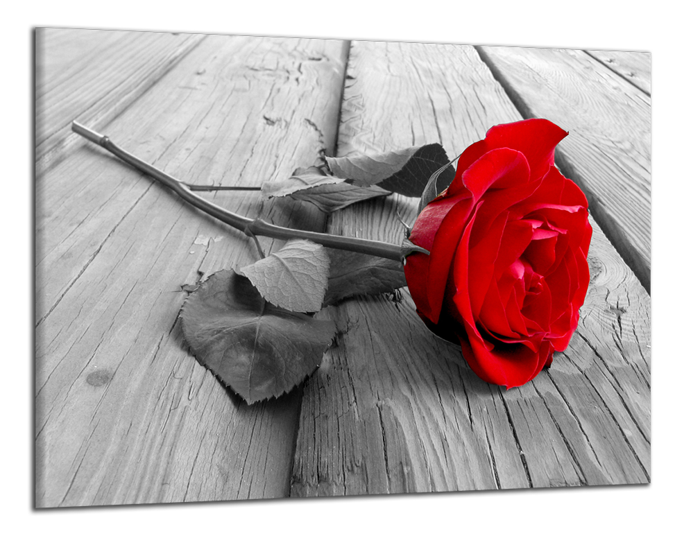 Obdelníkový obraz Červená růže