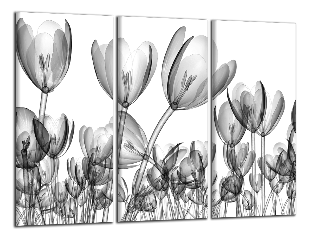 Obdelníkový obraz Černobílé tulipány