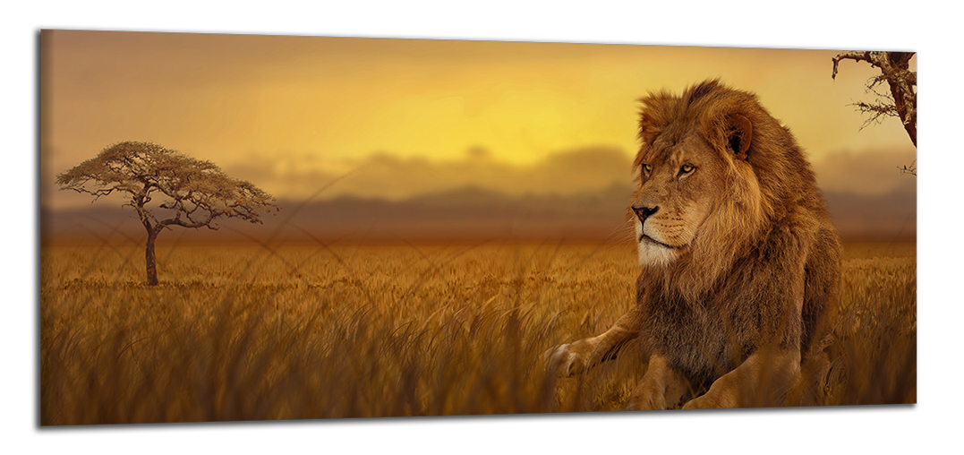 Panoramatický obraz Lev na savaně