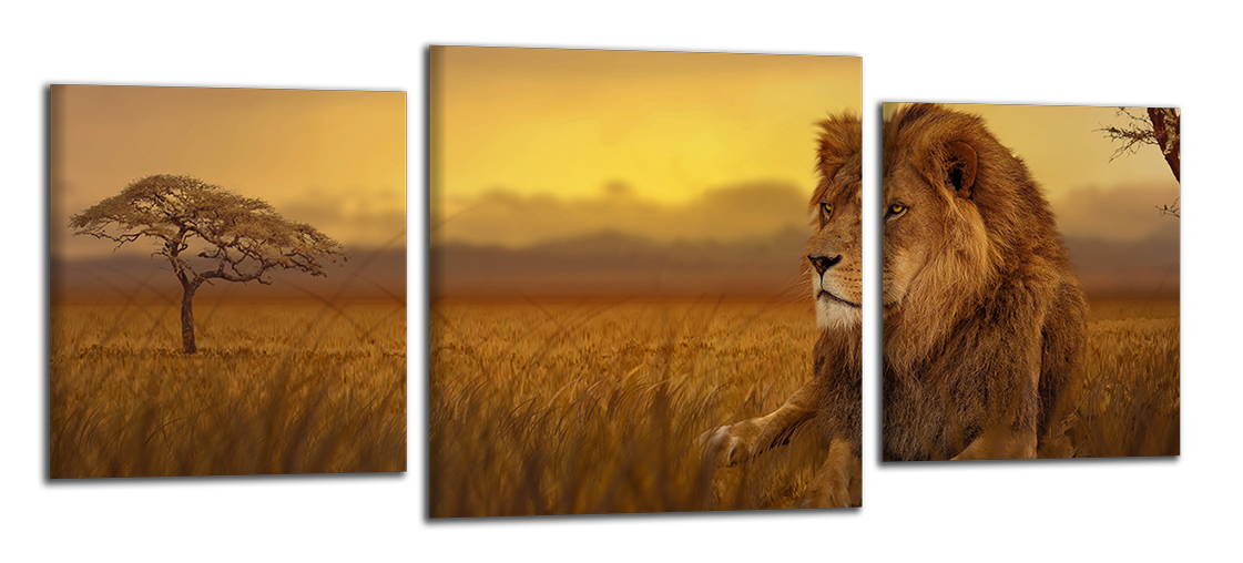 Panoramatický obraz Lev na savaně
