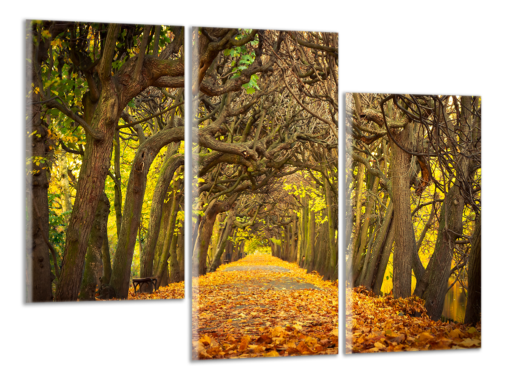 Obdelníkový obraz Stromová alej a listí