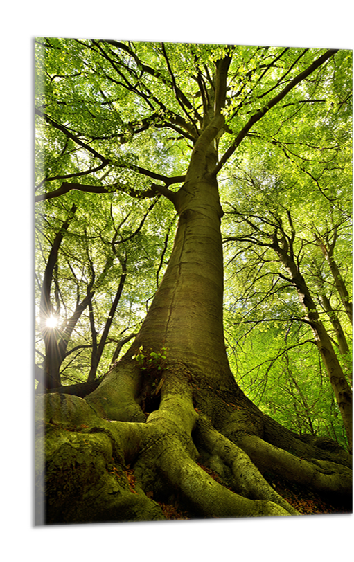 Obdelníkový obraz Strom a les