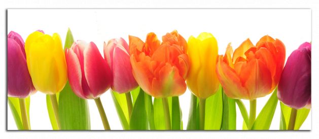 Panoramatický obraz Barevné tulipány