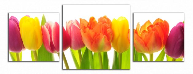 Panoramatický obraz Barevné tulipány