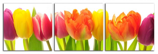Panoramatický obraz Barevné tulipány