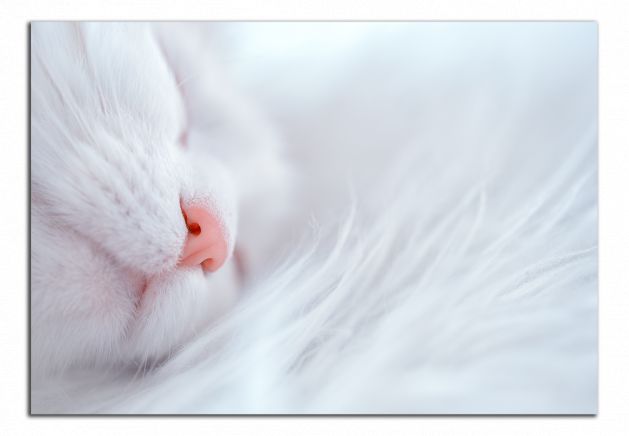 Obdelníkový obraz Spící kočka