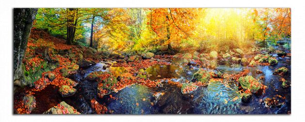 Panoramatický obraz Barevný podzimní les