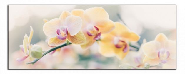 Panoramatický obraz Žluté orchideje