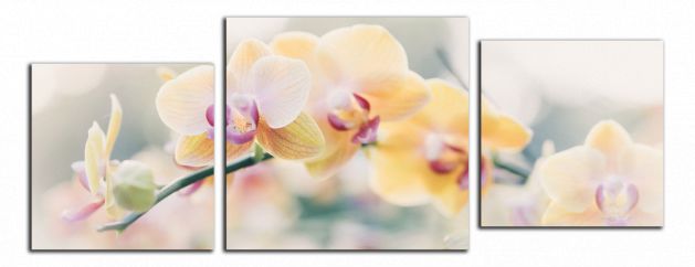 Panoramatický obraz Žluté orchideje
