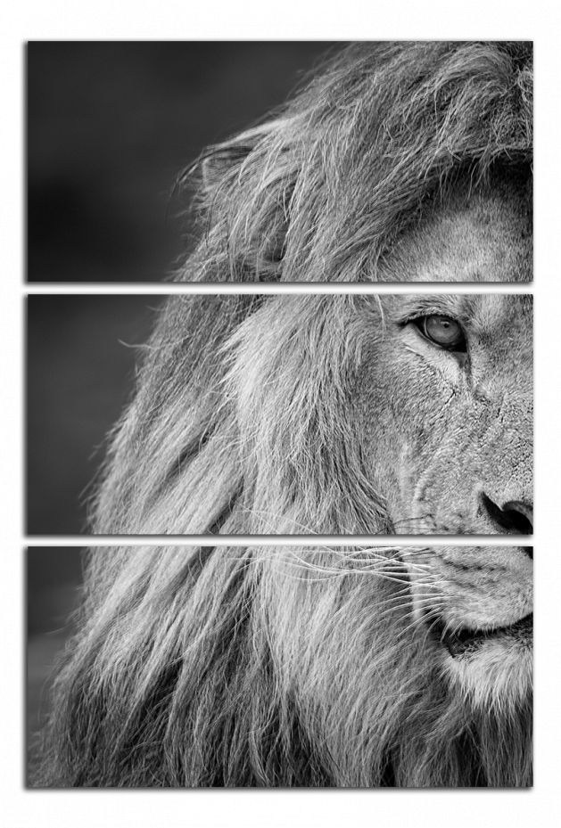 Obdelníkový obraz Černobílý obraz Lev