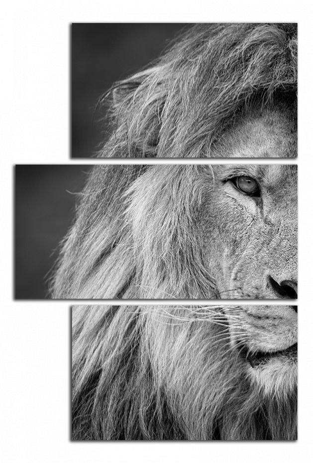 Obdelníkový obraz Černobílý obraz Lev