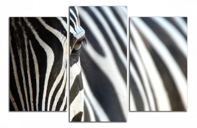 Obdelníkový obraz Zebra