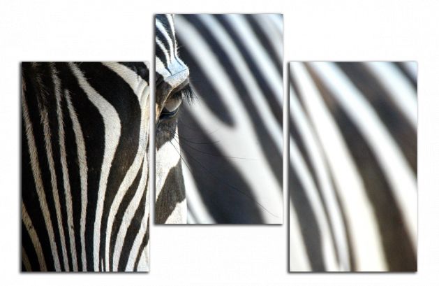 Obdelníkový obraz Zebra