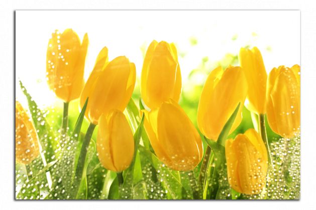 Obdelníkový obraz Žluté tulipány