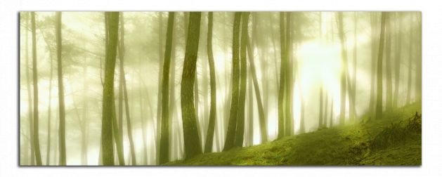 Panoramatický obraz Zelený les