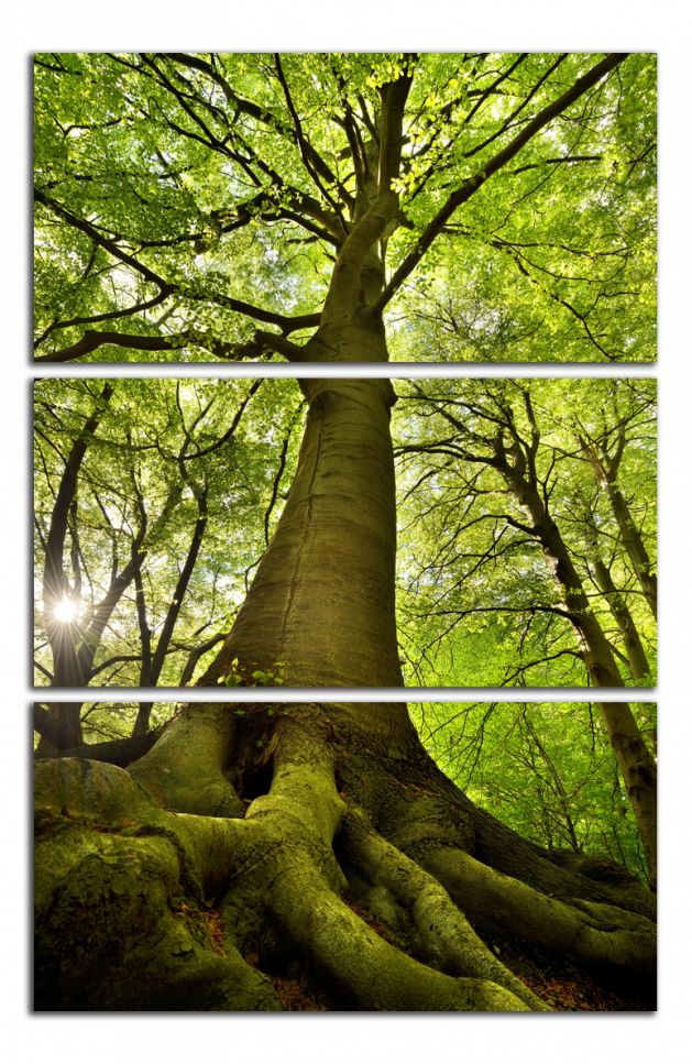 Obdelníkový obraz Strom a les