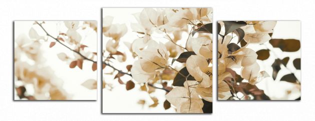 Panoramatický obraz Hnědé květy